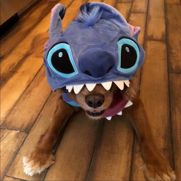 Why Do I Posh? Hello, I'm Kristin 💕🐾💕 - Picture 8 of 16